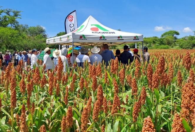 Presentan rendimiento de producción de sorgo 2023