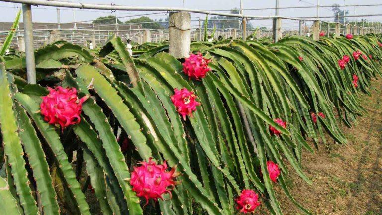 Exportan más de 40% de pitahaya a mercado internacional
