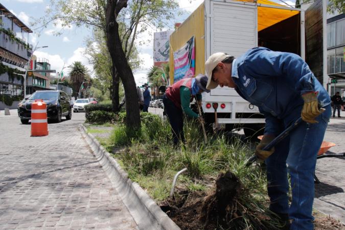 VIDEO Remueven tierra y plantas en mal estado en la avenida Juárez