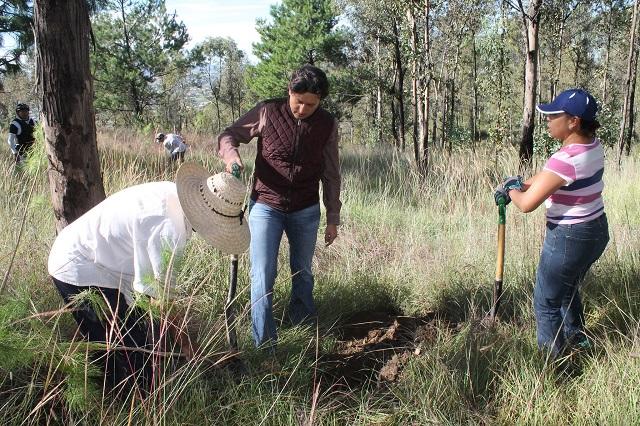 Estudiantes cholultecas reforestan el cerro Zapotecas image 2