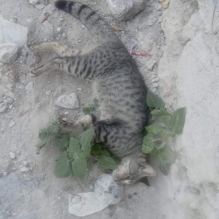 Advierten de envenenamiento de mascotas en colonias de Izúcar
