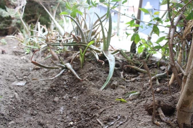 Sólo Ixtacamaxtitlán presenta condición de sequía en la entidad