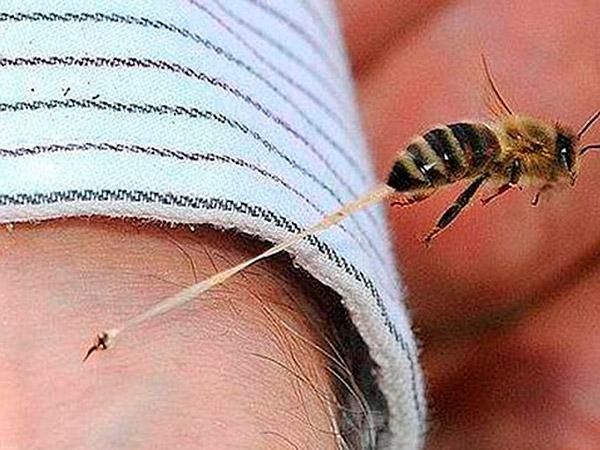Picadura de abeja causa más decesos que la de alacrán o mordida de serpiente