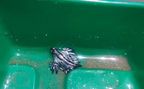 Alerta en Texas por aparición de dragones azules