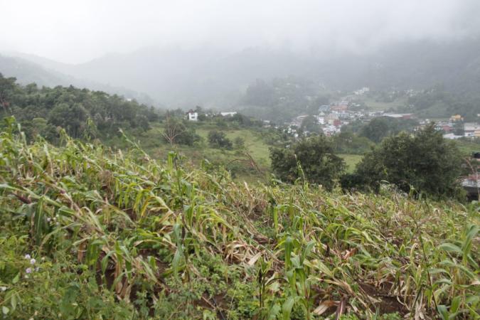 Hay 3 mil 156 ha siniestradas en 33 municipios de Puebla: SDR