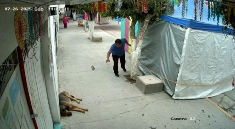 Amenazan a activistas de TAC tras denunciar agresión a perrito en Miahuatlán