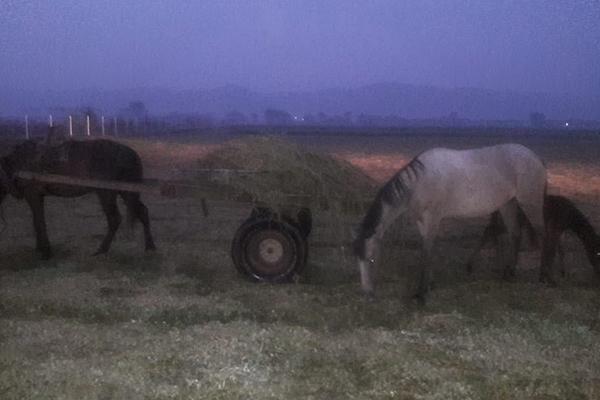 Policías frustran robo de Alfalfa en ejido de Tochtepec
