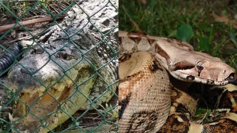 Traficantes se robaron una boa y un cocodrilo de un zoológico en Veracruz