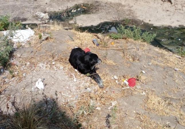 Animalistas rescatan a perrito de una barranca de Atlixco