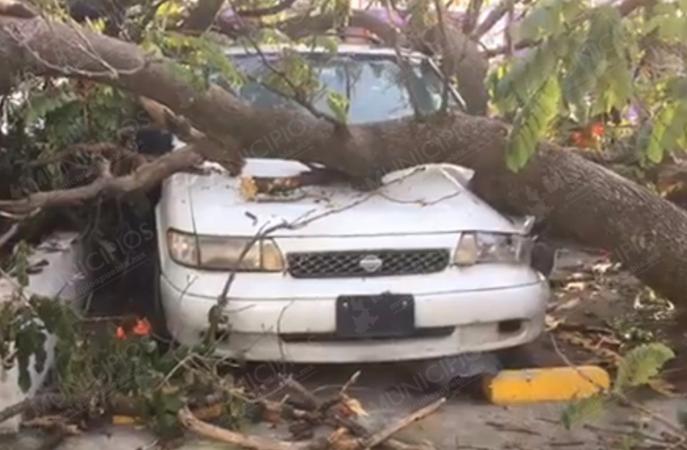 Árbol cae sobre camioneta, afuera de la Corde de Izúcar
