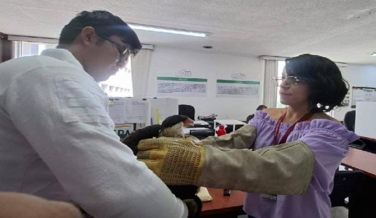 Rescatan a ave Caracara en Tehuacán, la trasladan a Profepa