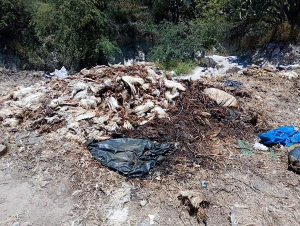 Reportan tiradero clandestino de desechos de pollo en Tehuacán