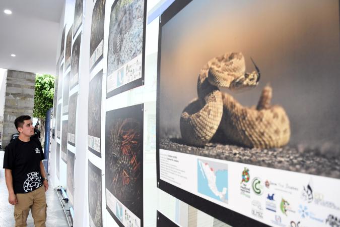 Se inaugura la exposición fotográfica Serpientes mexicanas: las víboras