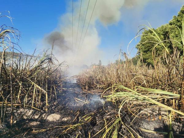 La zafra 2024-2025 tendrá un aumento en cosecha en comparación de años anteriores