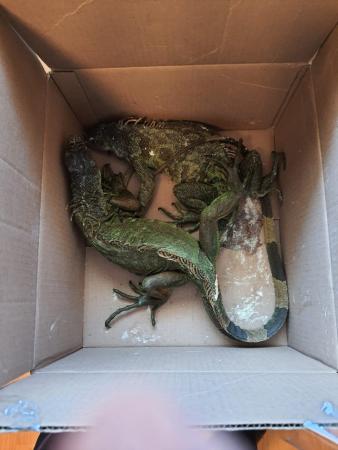 Guardia Nacional rescata reptiles, una araña y una boa Tlahuapan