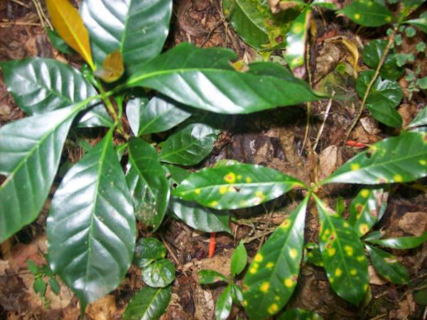 Helada quema mil hectáreas de café en la Sierra Norte