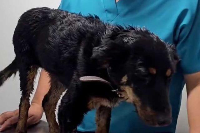 Caso de "Violeta": Chihuahua exige justicia por el maltrato animal