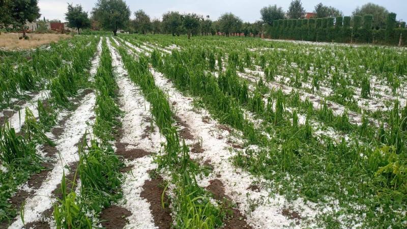 2 mil 600 hectáreas de cultivos se han dañado por granizadas en Puebla