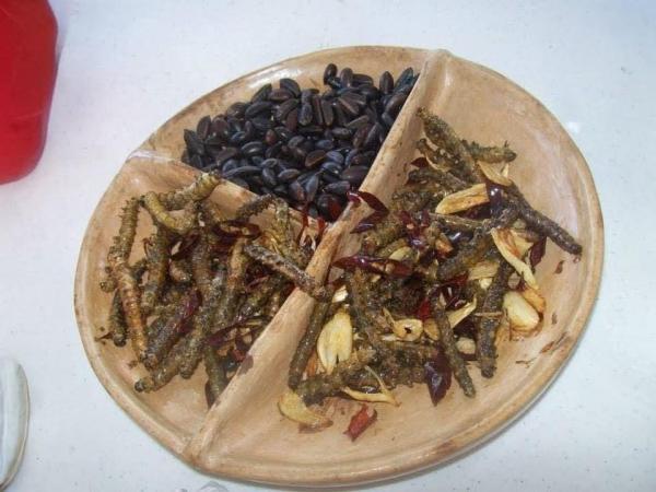 Investigarán una larva de la mariposa nocturna en la Reserva de la Biosfera
