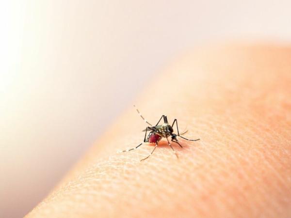 Izúcar registra una muerte por dengue