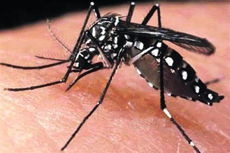 Suma Puebla 25 contagios de dengue en lo que va del año