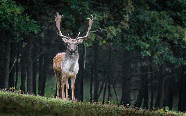 Cazador hiere a ciervo con una flecha y éste lo mata