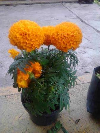 Foto Cecilia Espinoza Galindo