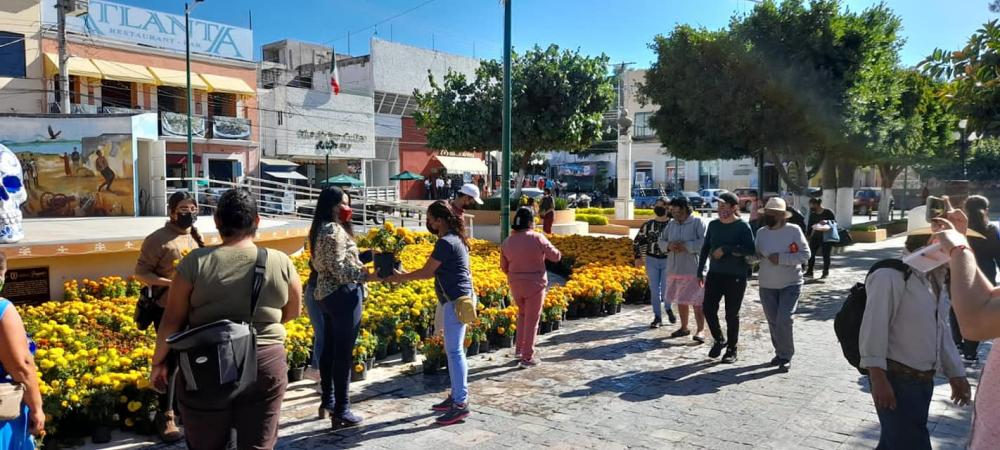 Regalan plantas del tapete floral de Izúcar