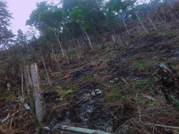 Implementan operativos para evitar la tala ilegal de árboles en Zoquitlán