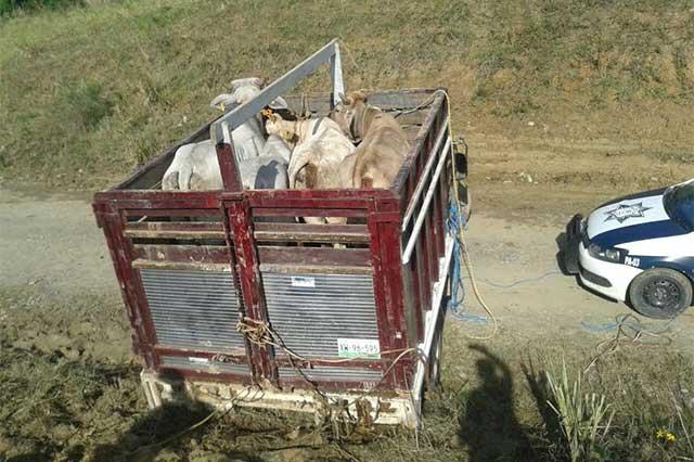 Detienen a tres personas que intentaban robar ganado en Francisco Z. Mena image 4
