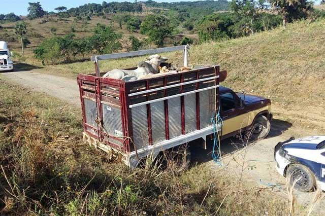 Detienen a tres personas que intentaban robar ganado en Francisco Z. Mena image 5