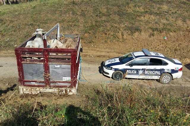 Detienen a tres personas que intentaban robar ganado en Francisco Z. Mena image 6
