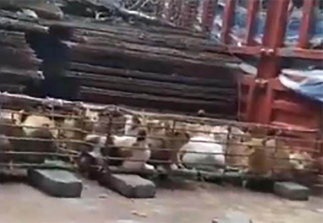 VIDEO Salvan a 700 gatos en China que serían vendidos a restaurantes