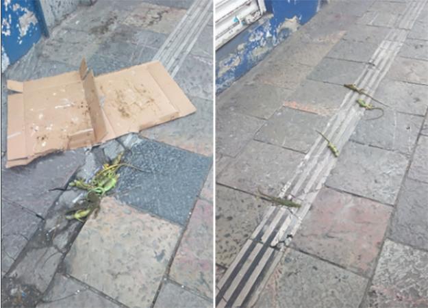 Tiran iguanas muertas en centro histórico de Puebla