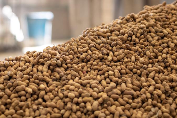 La región de Atlixco y la mixteca destacan en la producción de cacahuate en Puebla