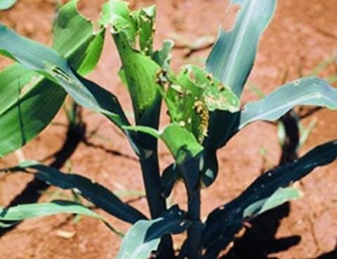 Lluvias recientes arrasan con campos de alfalfa y maíz en Atlixco