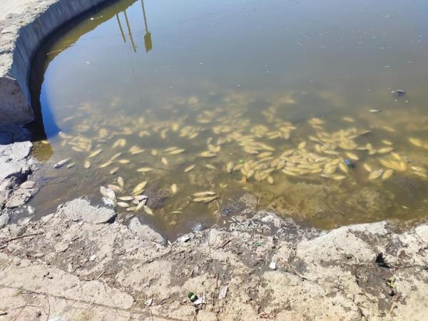 Alertan por muerte repentina de peces en el jagüey en Atlixco