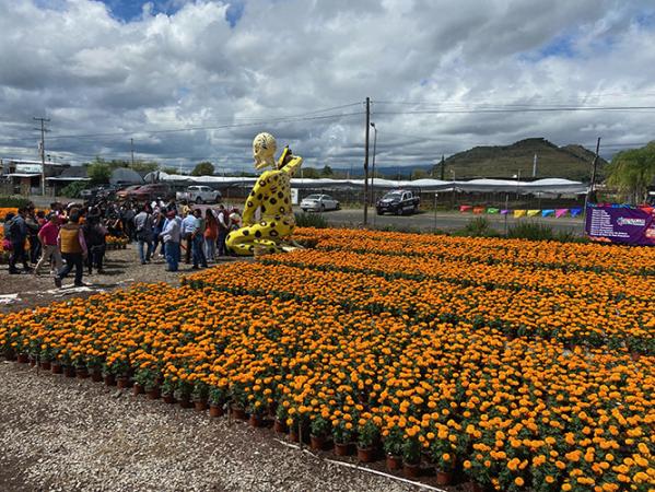 Viveristas de Atlixco inician venta de flor de cempaxúchitl en maceta