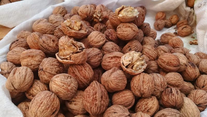 Sismo afectó producción de nuez en San Nicolás de los Ranchos