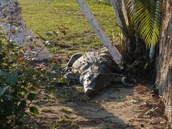 Un cocodrilo sorprendió a vecinos de un fraccionamiento en Huauchinango