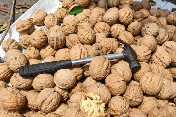 Llegó la nuez de castilla a las calles de Tlaxcala