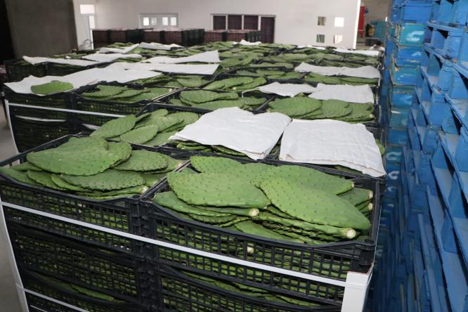 Productores de nopal de Acatzingo ya exportan a McAllen, Texas
