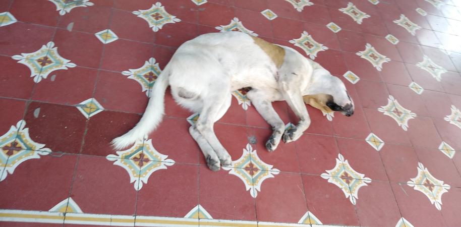 FGE debe resolver más casos de maltrato animal: asociación