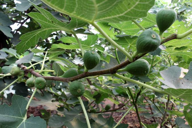 Productores poblanos de higo lo comercializarán en Hidalgo
