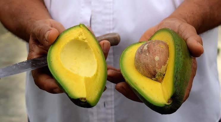 EU frena envíos de aguacate producido en Michoacán