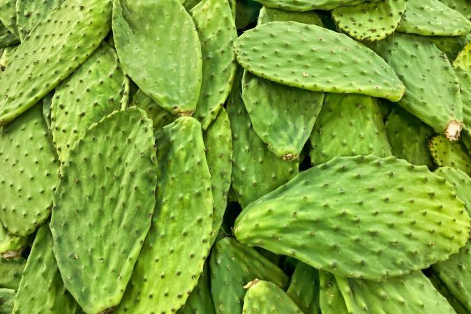 Abandonan producción de nopal en Tlaxcalancingo por Covid
