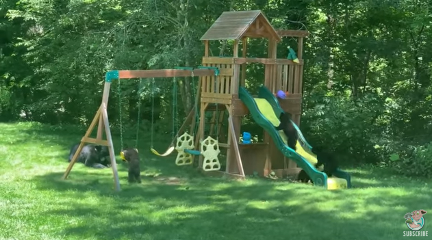 VIDEO Encantadora familia de osos se divierte en parque infantil