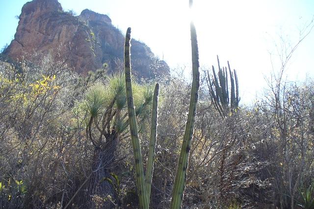 Analizan convertir valle Tehuacán-Cuicatlán en Patrimonio de la Humanidad image 1