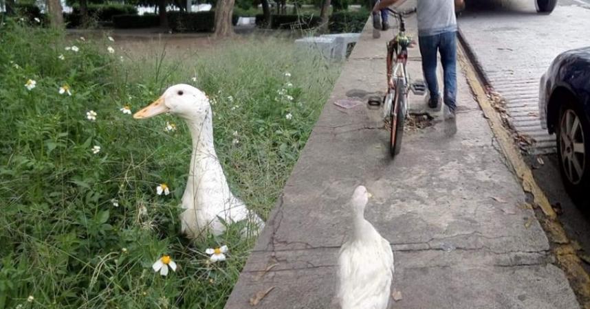 Niño no se robó pato de Parque del Arte de Puebla, aclaran