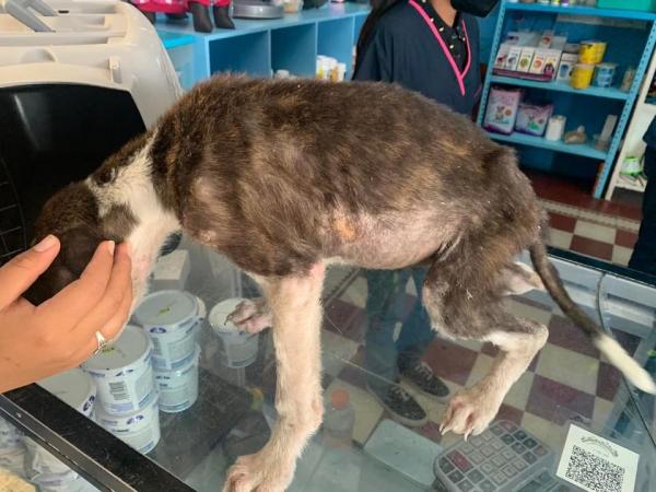 Animalistas se quedan sin dinero para salvar a perritos en Atlixco